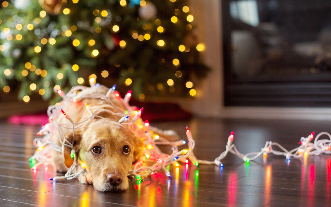 Rex's Holiday Pet Safety Checklist