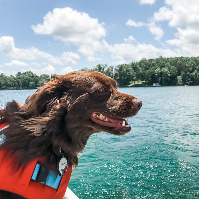 Preparing for Adventures with Dogs