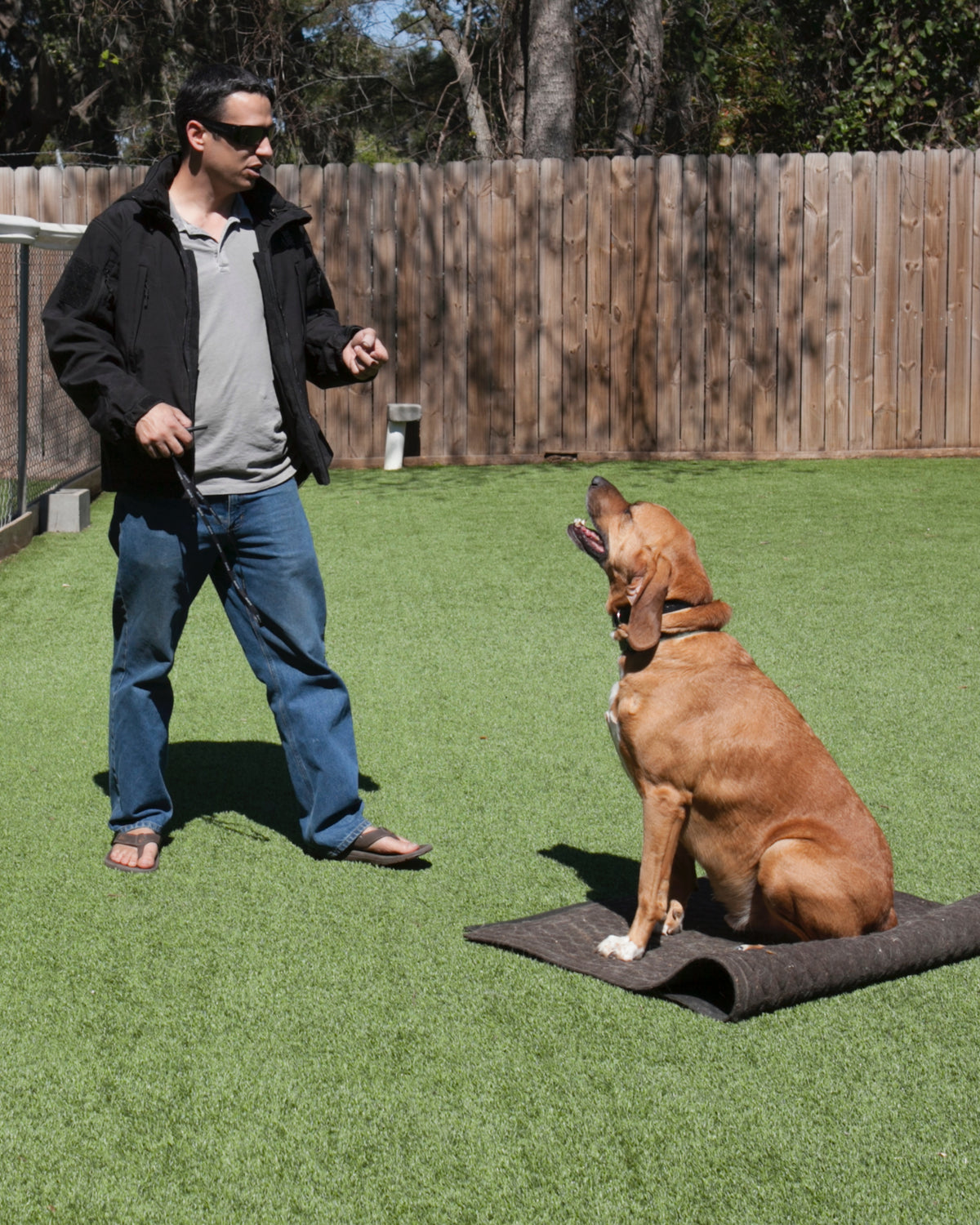 Beginner dog training sales classes near me